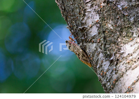 A brown cicada that is reminiscent of the summer sun and heat A brown cicada that is reminiscent of the summer sun and heat 124104979