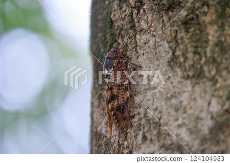 A brown cicada that is reminiscent of the summer sun and heat A brown cicada that is reminiscent of the summer sun and heat 124104983