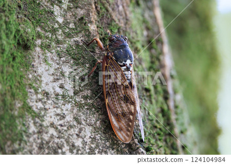 A brown cicada that is reminiscent of the summer sun and heat A brown cicada that is reminiscent of the summer sun and heat 124104984