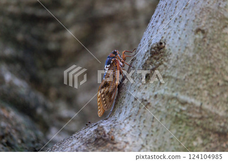 A brown cicada that is reminiscent of the summer sun and heat A brown cicada that is reminiscent of the summer sun and heat 124104985
