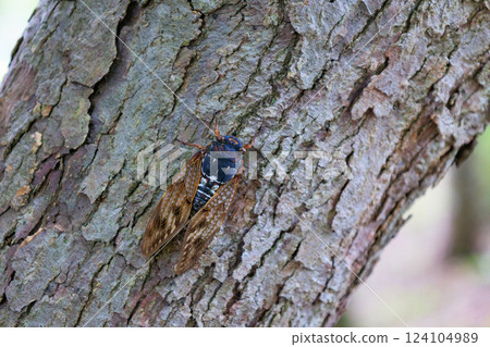A brown cicada that is reminiscent of the summer sun and heat A brown cicada that is reminiscent of the summer sun and heat 124104989