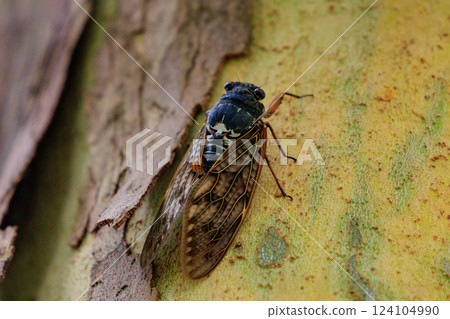 A brown cicada that is reminiscent of the summer sun and heat A brown cicada that is reminiscent of the summer sun and heat 124104990