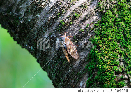 A brown cicada that is reminiscent of the summer sun and heat 124104996