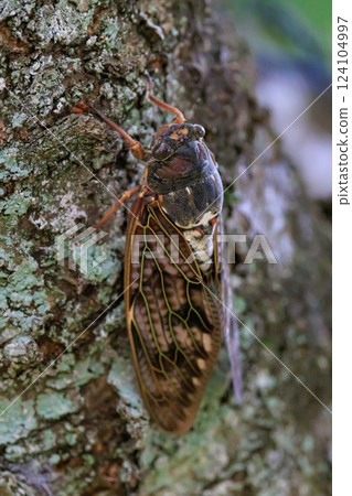 A brown cicada that is reminiscent of the summer sun and heat 124104997