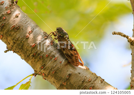 A brown cicada that is reminiscent of the summer sun and heat 124105005