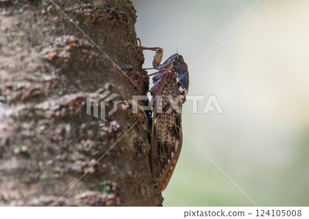 A brown cicada that is reminiscent of the summer sun and heat A brown cicada that is reminiscent of the summer sun and heat 124105008