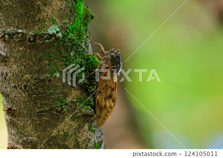 A brown cicada that is reminiscent of the summer sun and heat 124105011