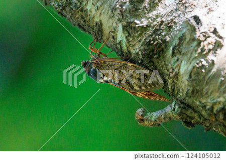 A brown cicada that is reminiscent of the summer sun and heat A brown cicada that is reminiscent of the summer sun and heat 124105012