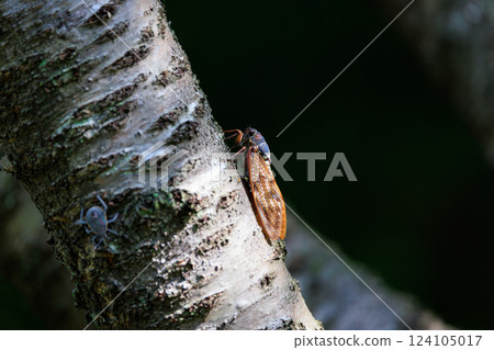 A brown cicada that is reminiscent of the summer sun and heat A brown cicada that is reminiscent of the summer sun and heat 124105017