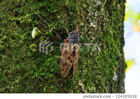 A brown cicada that is reminiscent of the summer sun and heat A brown cicada that is reminiscent of the summer sun and heat 124105018