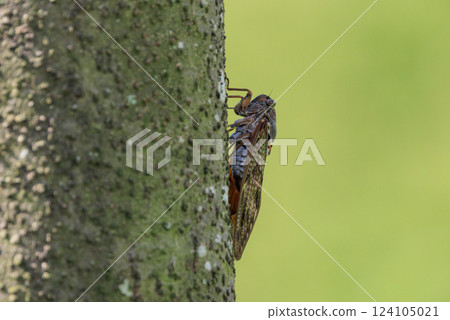 A brown cicada that is reminiscent of the summer sun and heat A brown cicada that is reminiscent of the summer sun and heat 124105021