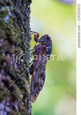 一種讓人聯想到夏日陽光和炎熱的棕色蟬 124105072