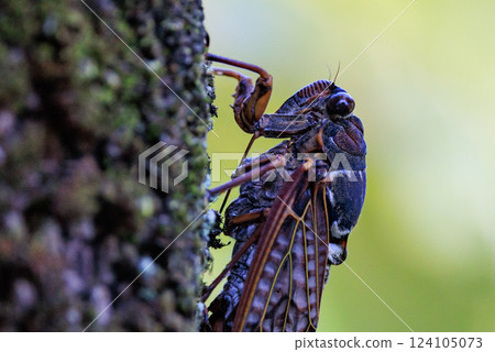 A brown cicada that is reminiscent of the summer sun and heat 124105073