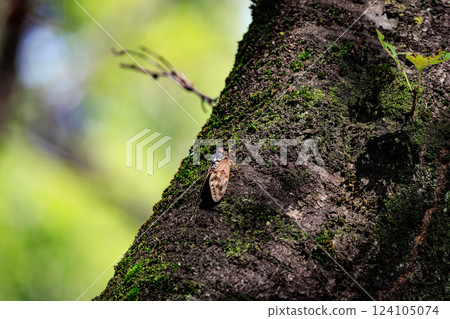 A brown cicada that is reminiscent of the summer sun and heat A brown cicada that is reminiscent of the summer sun and heat 124105074