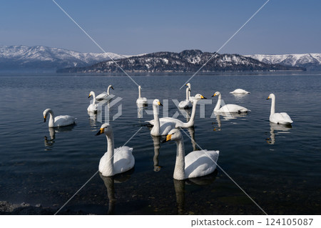 Swan Lake to rest its wings 124105087