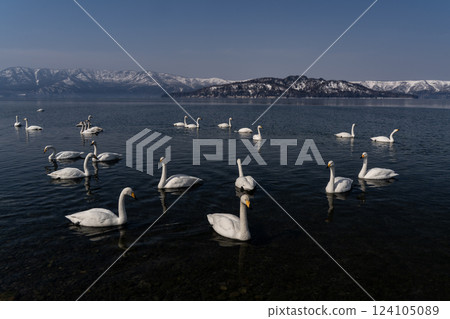 Swan Lake to rest its wings Swan Lake to rest its wings 124105089