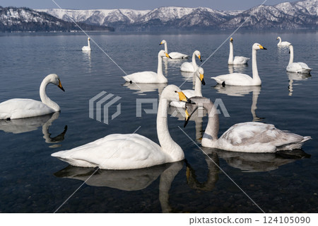 Swan Lake to rest its wings Swan Lake to rest its wings 124105090