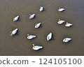 Swan 124105100
