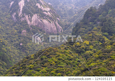 世界自然遺產屋久島的鮮綠與險峻山巒 124105115