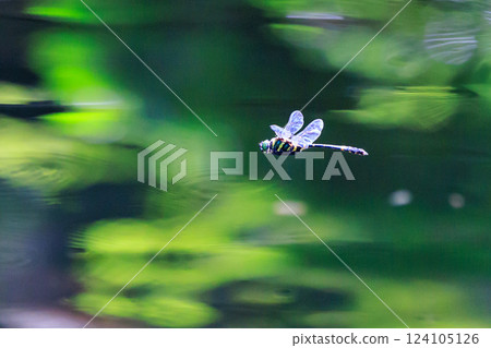 Oniyama,一種與日本最大的蜻蜓一起在某個地區巡邏的蜻蜓 Oniyama,一種與日本最大的蜻蜓一起在某個地區巡邏的蜻蜓 124105126