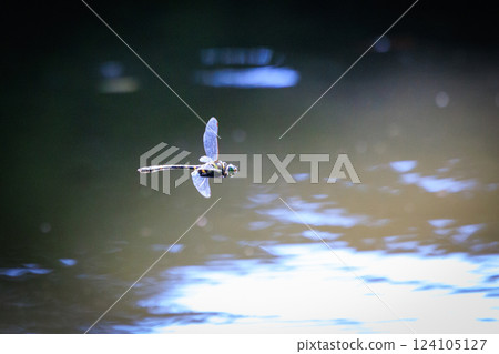 Oniyama，一種與日本最大的蜻蜓一起在某個地區巡邏的蜻蜓 124105127