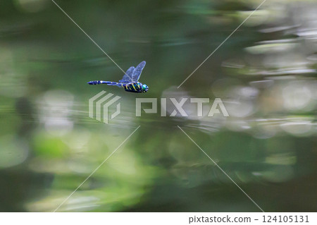 Oniyama, a dragonfly that patrols a certain area with Japan's largest dragonfly Oniyama, a dragonfly that patrols a certain area with Japan's largest dragonfly 124105131
