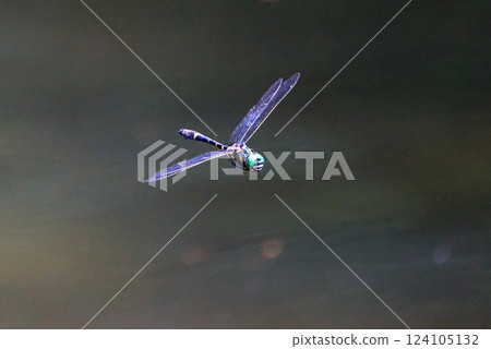 Oniyama, a dragonfly that patrols a certain area with Japan's largest dragonfly Oniyama, a dragonfly that patrols a certain area with Japan's largest dragonfly 124105132