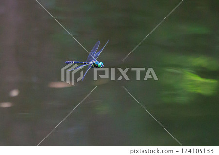 Oniyama, a dragonfly that patrols a certain area with Japan's largest dragonfly 124105133
