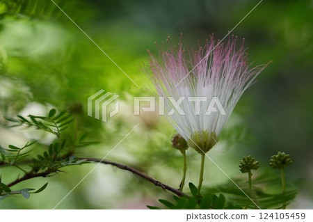 粉紅色絲狀合歡花 粉紅色絲狀合歡花 124105459