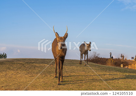 [秋天] 奈良公園、若草山鹿 [傍晚景色] 124105510