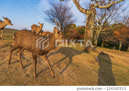 [秋天] 奈良公園、若草山鹿 [傍晚景色] 124105513