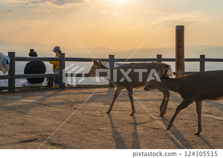 [Autumn] Nara Park, Wakakusayama deer [Evening view] 124105515