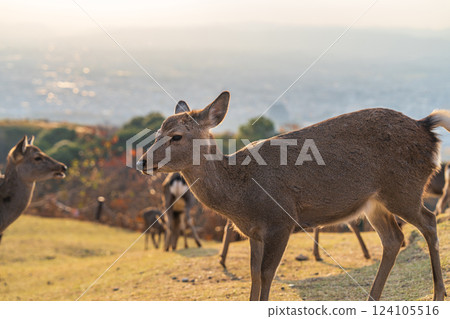 [Autumn] Nara Park, Wakakusayama deer [Evening view] 124105516