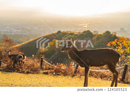 [秋天] 奈良公園、若草山鹿 [傍晚景色] 124105523