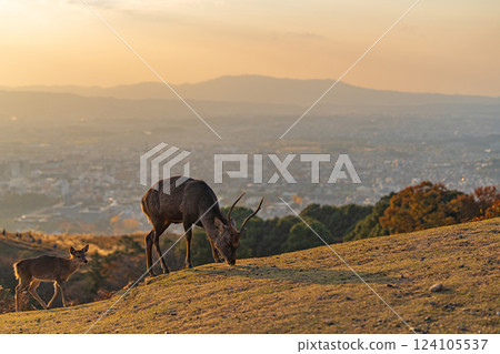 [Autumn] Nara Park, Wakakusayama deer [Evening view] 124105537