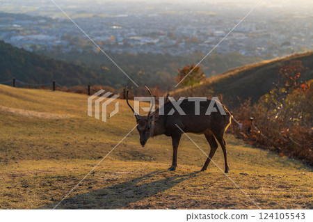 [Autumn] Nara Park, Wakakusayama deer [Evening view] 124105543