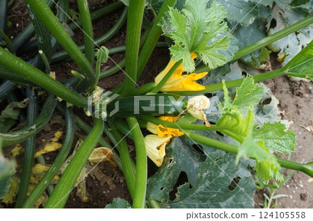 zucchini zucchini 124105558
