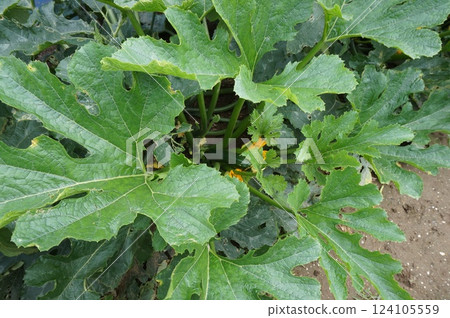 zucchini  124105559