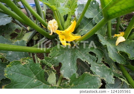 zucchini  124105561
