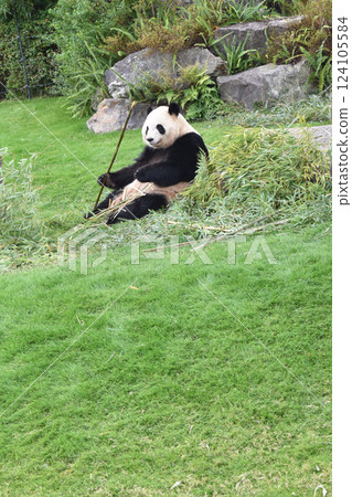 Sitting panda 124105584
