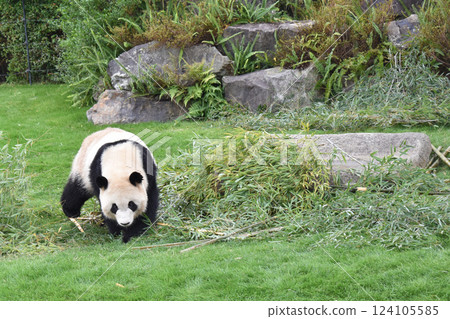 Walking panda 124105585