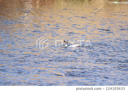 Merganser swimming in the river in winter 124105633