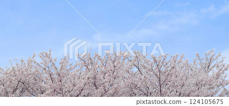 Cherry blossoms in full bloom and blue sky, Sakura background, Somei Yoshino 124105675