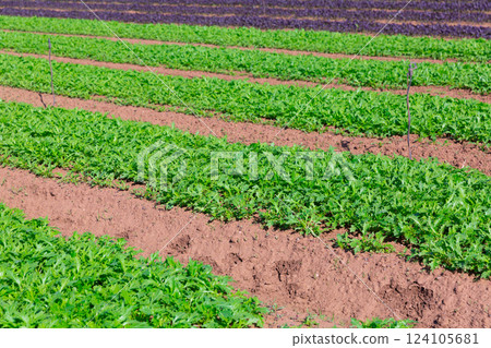 Farm field planted with arugula 124105681