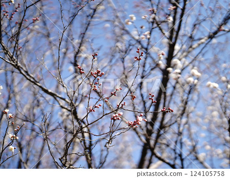 Plum blossom with bright background. sign of spring. 124105758
