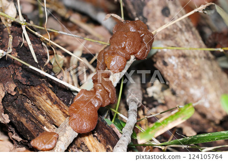質地柔軟的可食用水母以珠狀排列在枯枝上（自然環境中的閃光燈+微距特寫） 124105764