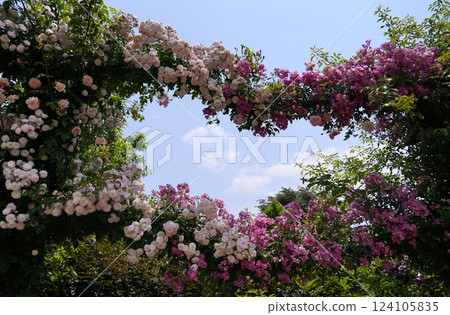 Rose rose 124105835
