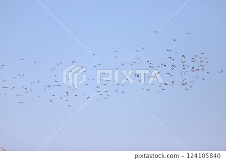 Flock of doves flying in the sky Flock of doves flying in the sky 124105840