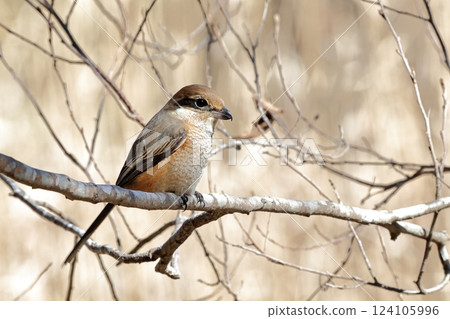 伯勞 伯勞 124105996