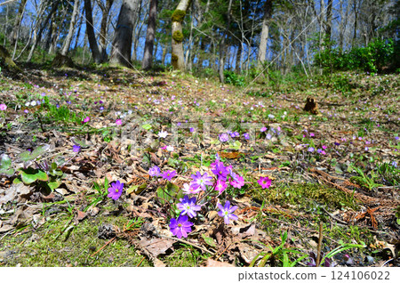 Snowdrop colony at Nagaoka Snow Country Botanical Garden 124106022